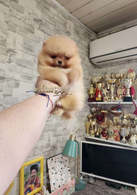 Собаки в Москве: СУПЕР МИНИ мальчик померанского шпица Мальчик, Бесплатно - фото 1