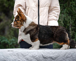 Собаки в других городах Краснодарского края: Щенки вельш корги кардиган Мальчик, 60 000 руб. - фото 1