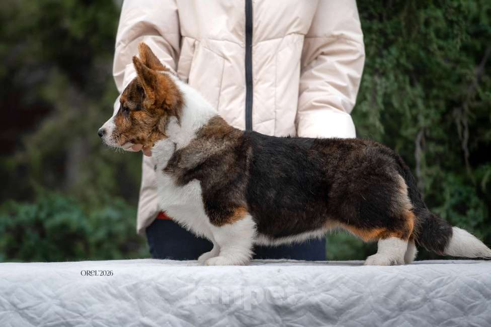 Собаки в других городах Краснодарского края: Щенки вельш корги кардиган Мальчик, 60 000 руб. - фото 1