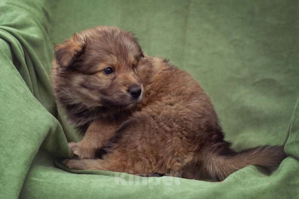 Собаки в Москве: щенок Тедди в добрые руки Мальчик, Бесплатно - фото 8