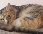 Кошки в Верхнем Уфалее: Кошка Девочка, Бесплатно - фото 2