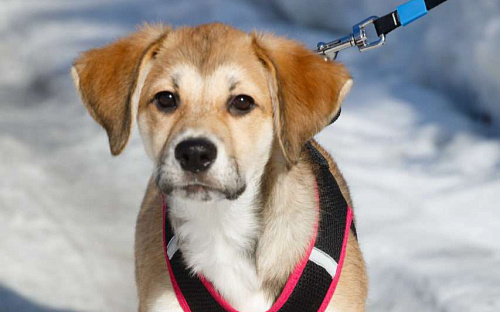 Лилуша ищет дом