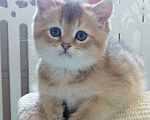 Кошки в Сарове: Шотландский котенок Девочка, Бесплатно - фото 1