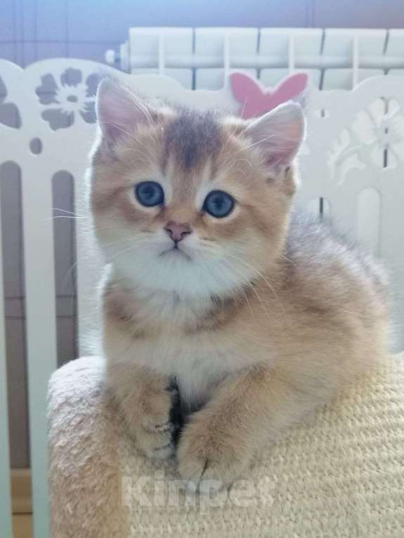 Кошки в Сарове: Шотландский котенок Девочка, Бесплатно - фото 1