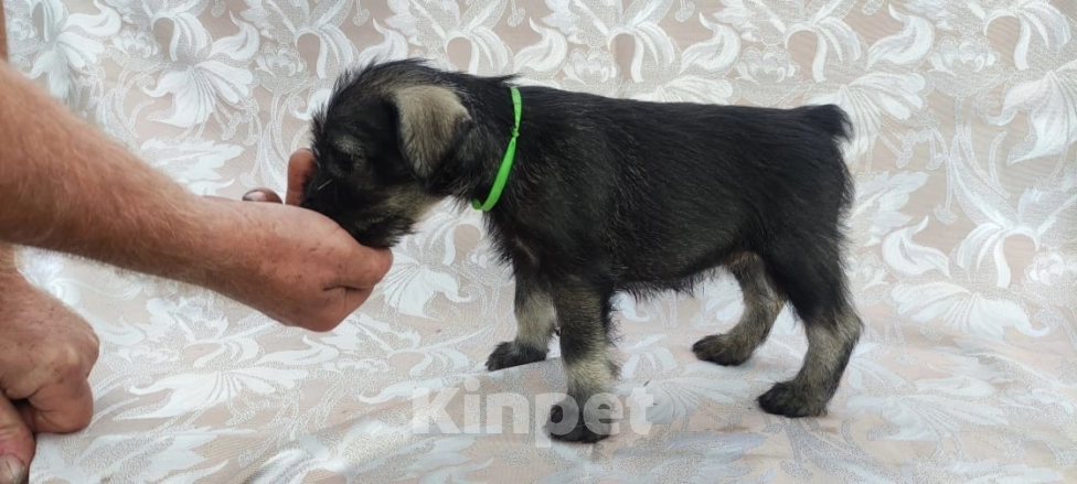 Собаки в Луге: Щенки породы миттельшнауцер от филиала питомника Вайснехте, 35 000 руб. - фото 1