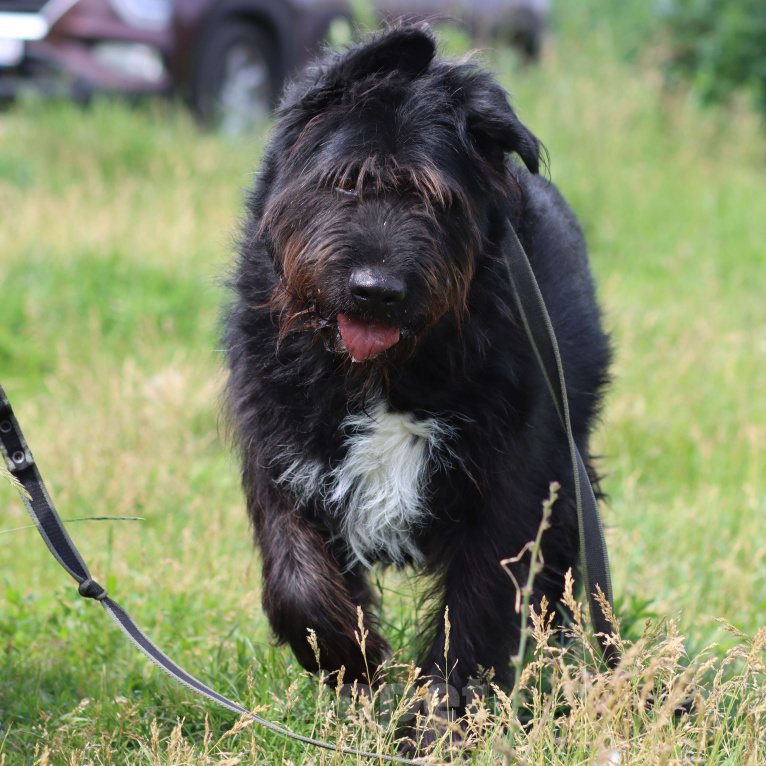 Собаки в Москве: Чёрный терьер бородатик Потап Мальчик, Бесплатно - фото 4