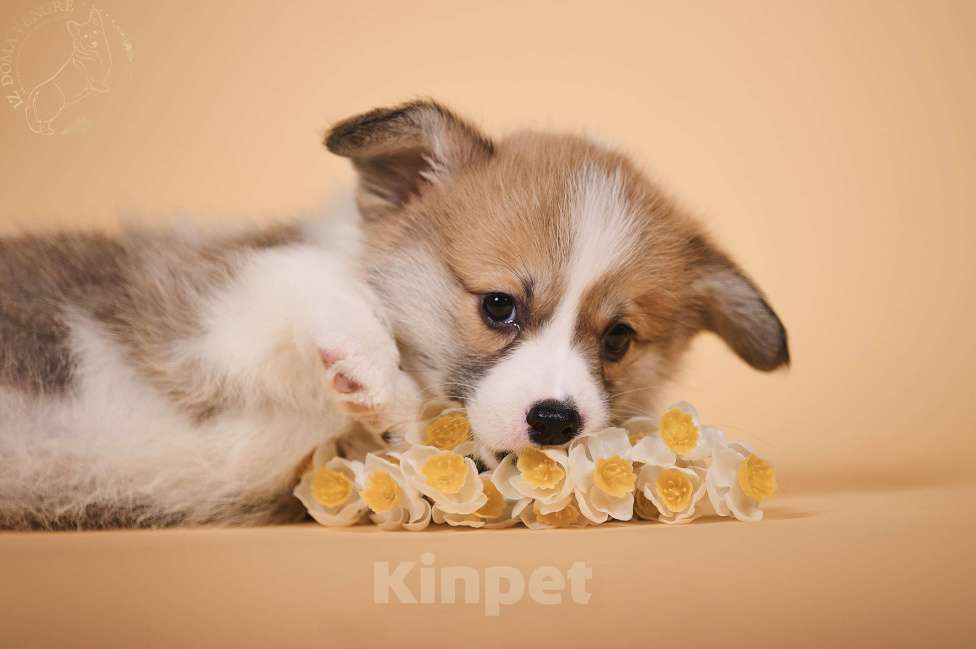 Собаки в других городах Московской области: Щенки вельш корги пемброк Девочка, 90 000 руб. - фото 5