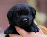 Собаки в Челябинске: Щенок лабрадора-ретривера 1 месяц, кобель.  Мальчик, 40 000 руб. - фото 1