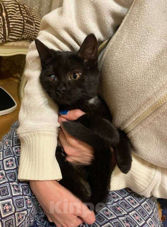 Кошки в Москве: котенок Смоуки ищет дом Девочка, Бесплатно - фото 1