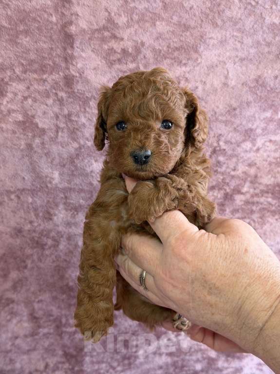 Собаки в Москве: Мальчик той пудель-штрудель Мальчик, 70 000 руб. - фото 2