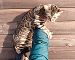 Кошки в Москве: Бенгальский котенок Мальчик, 30 000 руб. - фото 5