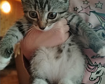Кошки в Самаре: Шотландская девочка котенок Девочка, 1 500 руб. - фото 6