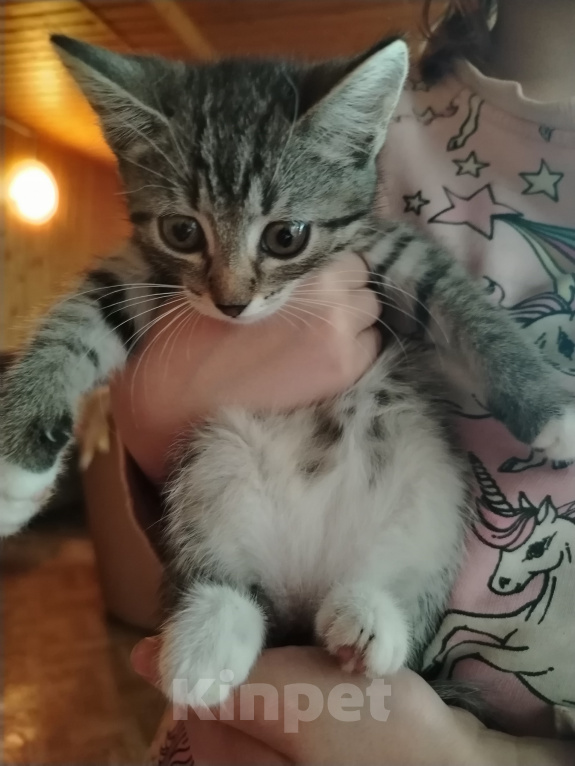 Кошки в Самаре: Шотландская девочка котенок Девочка, 1 500 руб. - фото 6