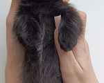 Кошки в Уфе: котята девочки Девочка, Бесплатно - фото 3