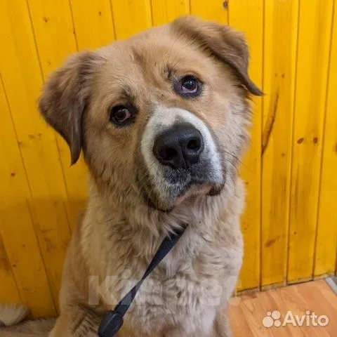 Собаки в Люберцах: В поисках дома шикарный Персей Мальчик, Бесплатно - фото 1