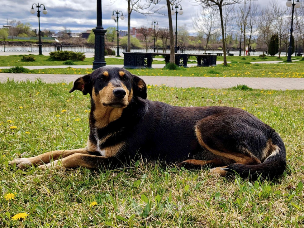 Собаки в Краснодаре: Отдадим в добрые руки Девочка, Бесплатно - фото 3