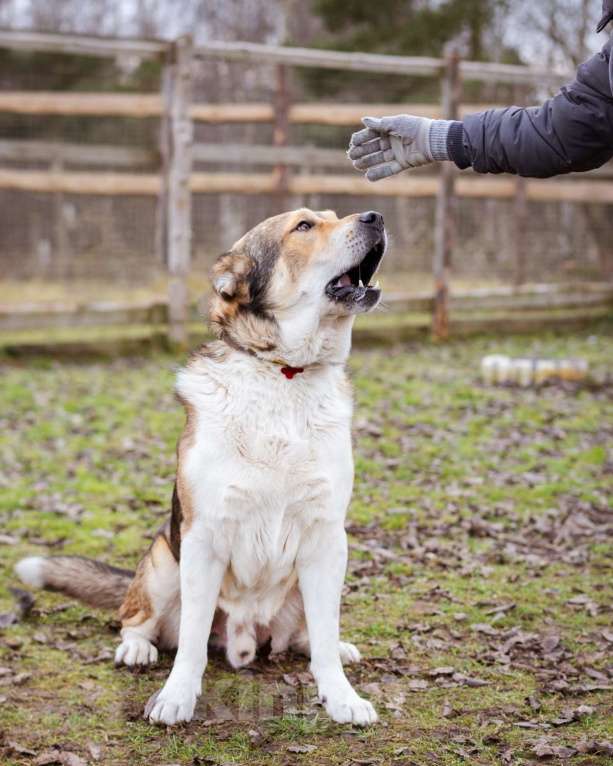 Собаки в Москве: Михаил Потапыч - плюшевый алабайка в приюте, ищет дом Мальчик, Бесплатно - фото 7