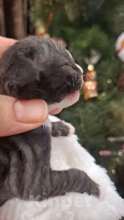 Кошки в Воронеже: Котенок девон рекс девочка Девочка, 130 000 руб. - фото 3