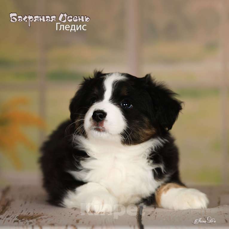 Собаки в других городах Московской области: Продается девочка миниаусси Девочка, 80 000 руб. - фото 4