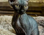 Кошки в Бийске: Сфинкс двэльф Девочка, 15 000 руб. - фото 3