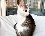 Кошки в Москве: Котёнок Лилу в поисках счастья, в добрые руки Девочка, Бесплатно - фото 2
