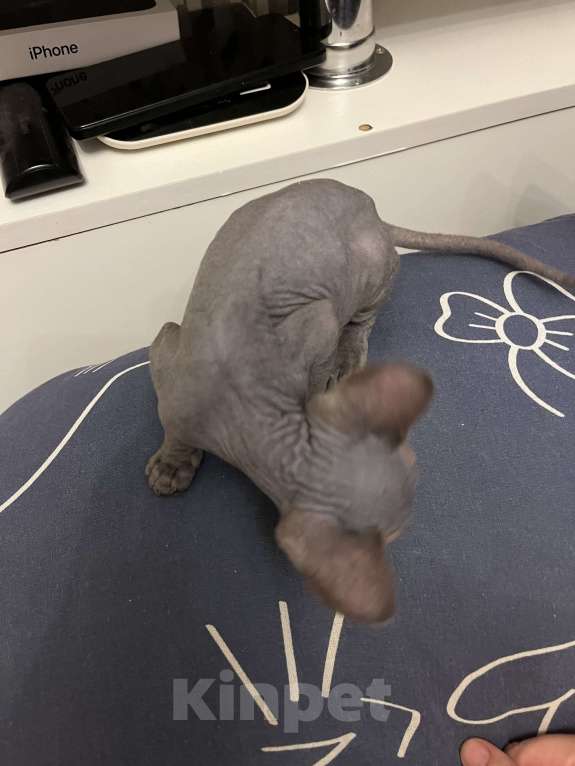 Кошки в Москве: Девочка канадский сфинкс Девочка, 15 000 руб. - фото 3