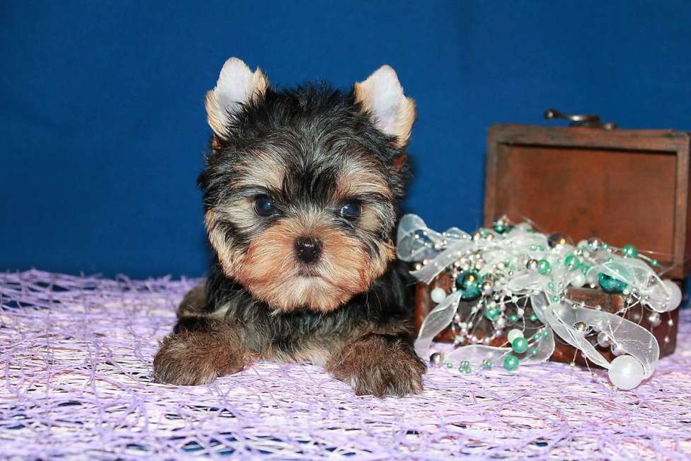 Собаки в Москве: Маленький мальчик, Лидер. Мальчик, 70 000 руб. - фото 2
