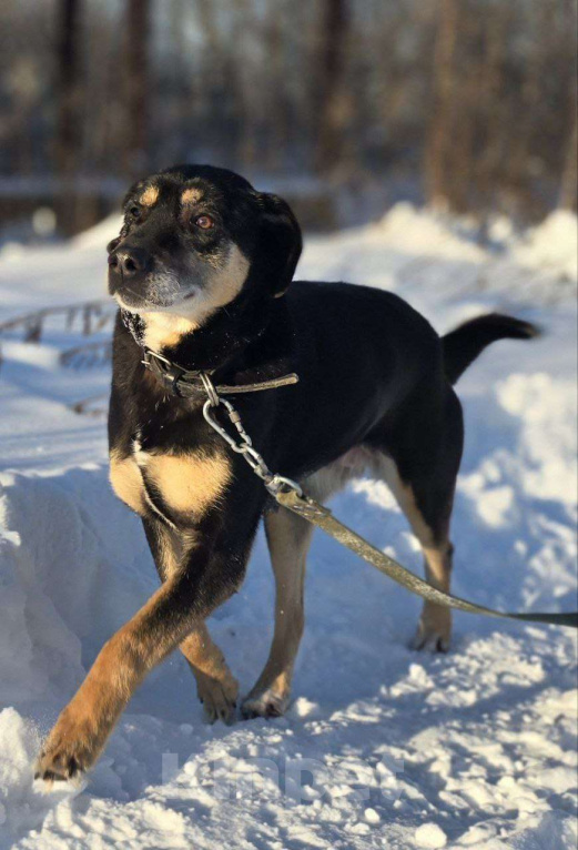 Собаки в Королеве: Габи – скромная и тихая собака. Девочка, Бесплатно - фото 7