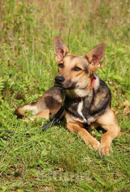 Собаки в Москве: Тиша. Нежная квартирная девочка Мальчик, Бесплатно - фото 2
