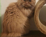 Кошки в Москве: Найден рыжий персидский кот!!!!! Мальчик, Бесплатно - фото 3