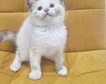 Кошки в Москве: Лапочка Девочка Рэгдолл  Девочка, 37 000 руб. - фото 7