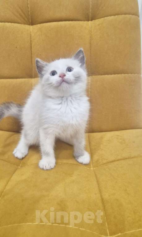 Кошки в Москве: Лапочка Девочка Рэгдолл  Девочка, 37 000 руб. - фото 7