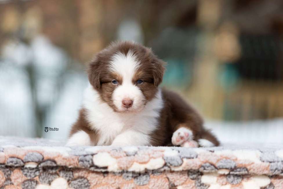 Собаки в Москве: Австралийская овчарка, щенок Мальчик, 70 000 руб. - фото 2