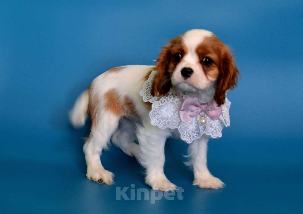 Собаки в Куровском: Девочка Бленхейм Девочка, 85 000 руб. - фото 1