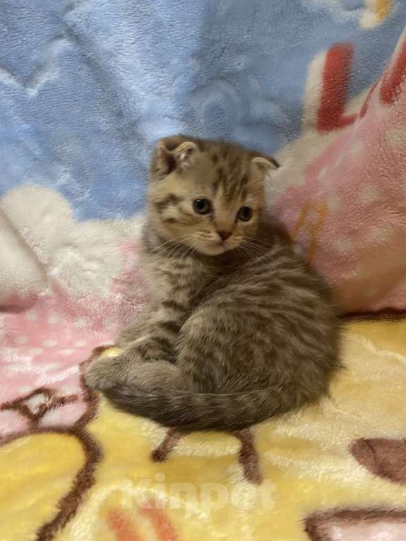 Кошки в Санкт-Петербурге: Вислоухий тигренок Мальчик, 7 000 руб. - фото 2