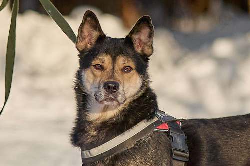 Взрослый Пёс в добрые руки