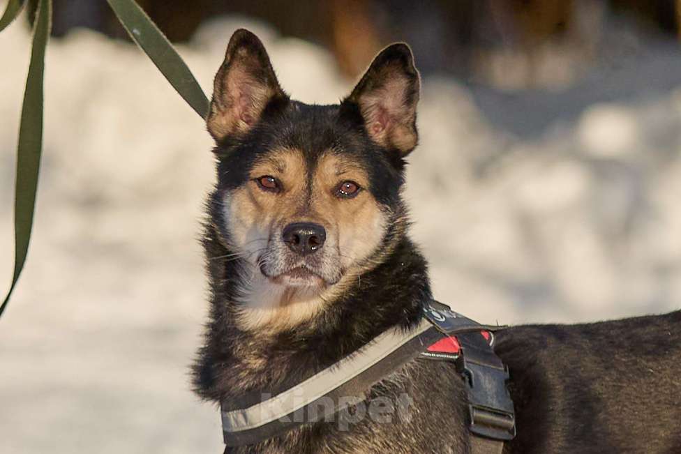 Собаки в Москве: Взрослый Пёс в добрые руки Мальчик, Бесплатно - фото 1