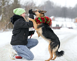 Собаки в Москве: Собака Дана - метис овчарки в добрые руки Девочка, Бесплатно - фото 6