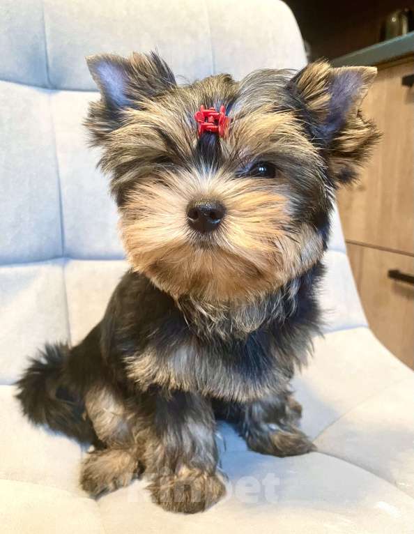Собаки в Москве: Щенок Йорка  Мальчик, 60 000 руб. - фото 3