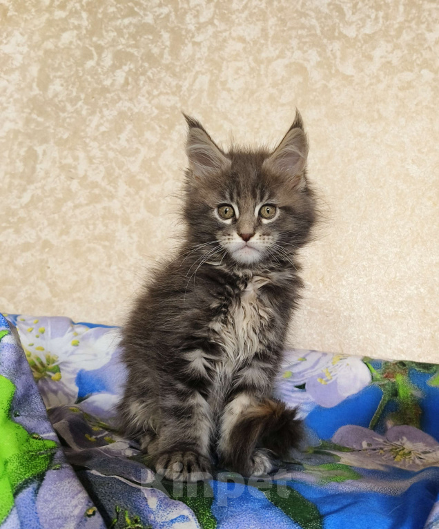 Кошки в Москве: Котёнок Мейн-Кун из питомника Девочка Девочка, 55 000 руб. - фото 2