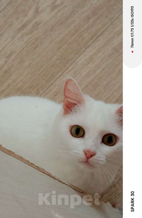 Кошки в Шелехове: Отдам в хорошие руки Девочка, Бесплатно - фото 4