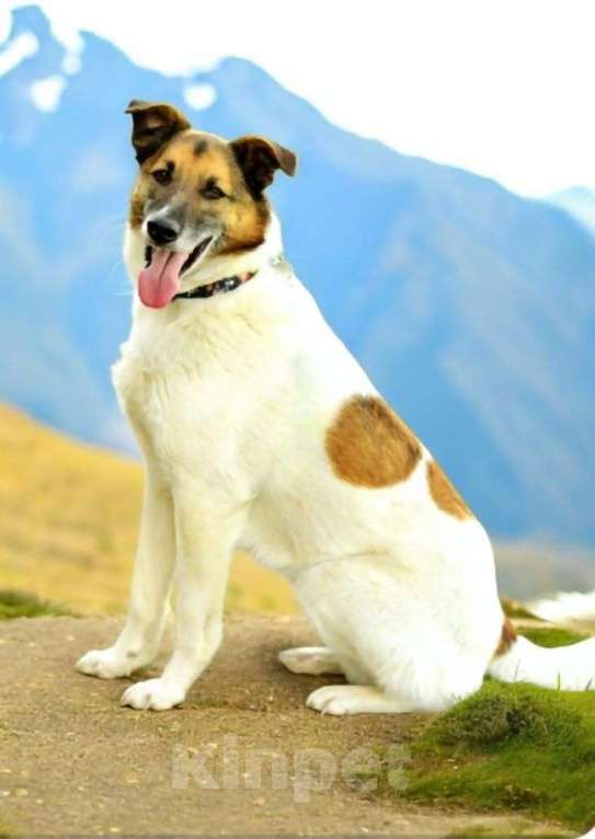 Собаки в Москве: Амур остался без дома, без семьи Мальчик, Бесплатно - фото 3