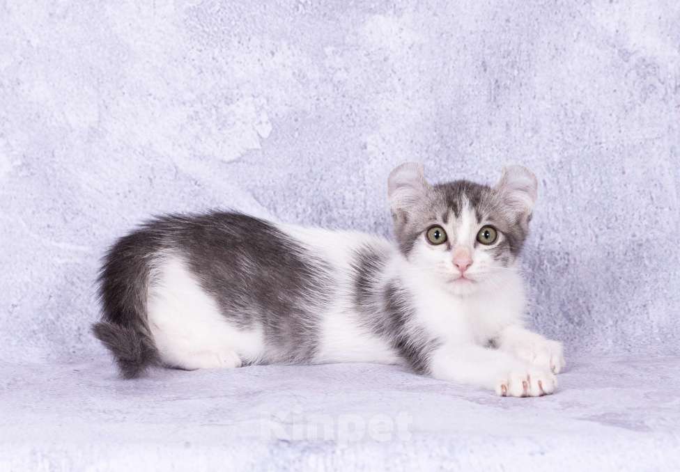 Кошки в Москве: Американский кёрл Мальчик, Бесплатно - фото 5