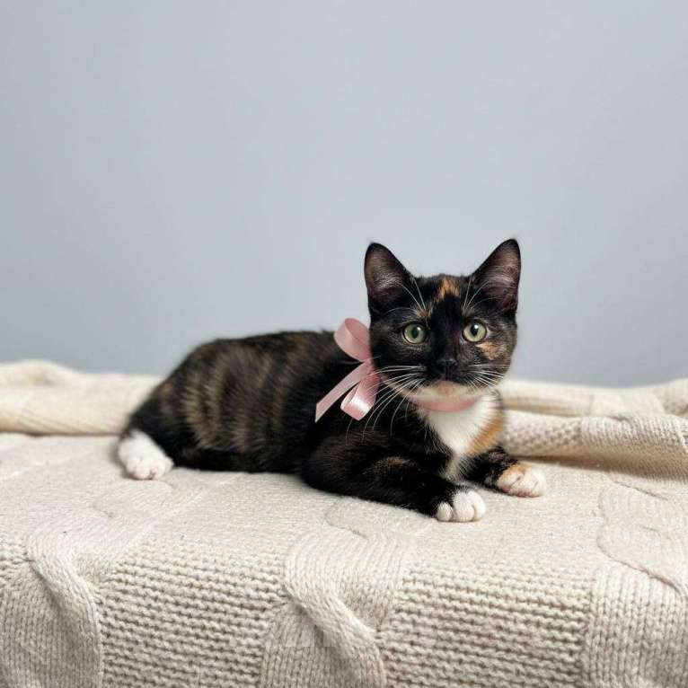 Кошки в Москве: котенок Аврора ищет дом Девочка, Бесплатно - фото 5