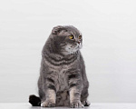 Кошки в Москве: кот Кефир Мальчик, Бесплатно - фото 4