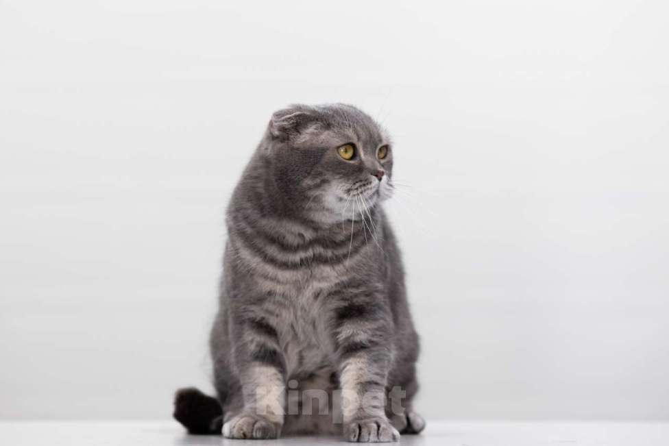 Кошки в Москве: кот Кефир Мальчик, Бесплатно - фото 4