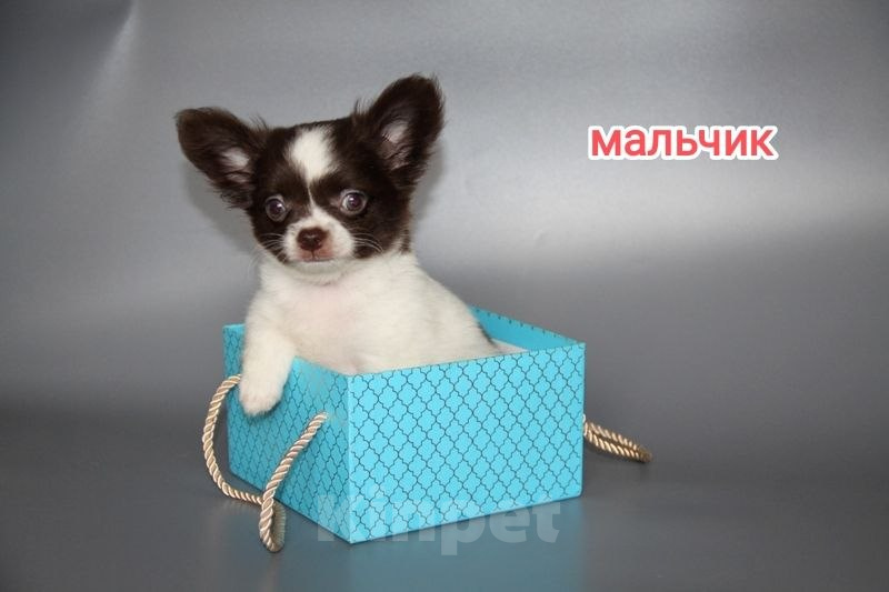 Собаки в Чебоксарах: Щенок чихуахуа дш мини Мальчик, Бесплатно - фото 2