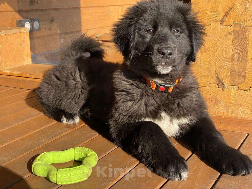 Собаки в других городах Ленинградской области: Щенки монгольского Банхара Мальчик, Бесплатно - фото 3
