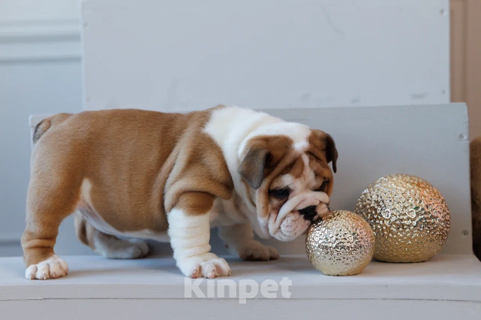 Собаки в Москве: Милое создание Карлуша Девочка, 100 000 руб. - фото 2