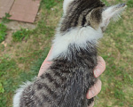 Кошки в Саратове: Котёнок девочка ищет дом Девочка, Бесплатно - фото 4